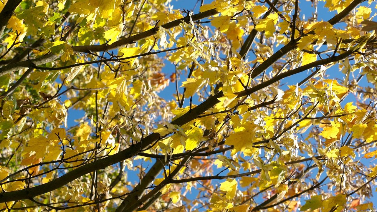 Wallpaper leaves, yellow, autumn, maple, branches, tree
