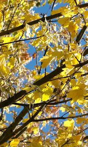 Preview wallpaper leaves, yellow, autumn, maple, branches, tree