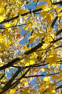 Preview wallpaper leaves, yellow, autumn, maple, branches, tree