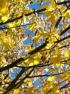 Preview wallpaper leaves, yellow, autumn, maple, branches, tree