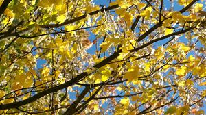 Preview wallpaper leaves, yellow, autumn, maple, branches, tree