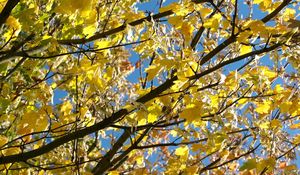 Preview wallpaper leaves, yellow, autumn, maple, branches, tree