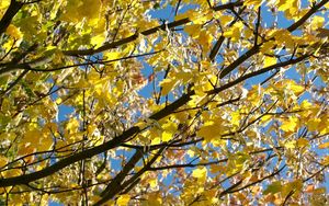 Preview wallpaper leaves, yellow, autumn, maple, branches, tree