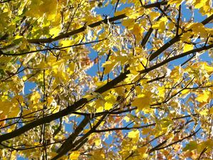 Preview wallpaper leaves, yellow, autumn, maple, branches, tree