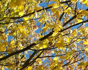 Preview wallpaper leaves, yellow, autumn, maple, branches, tree