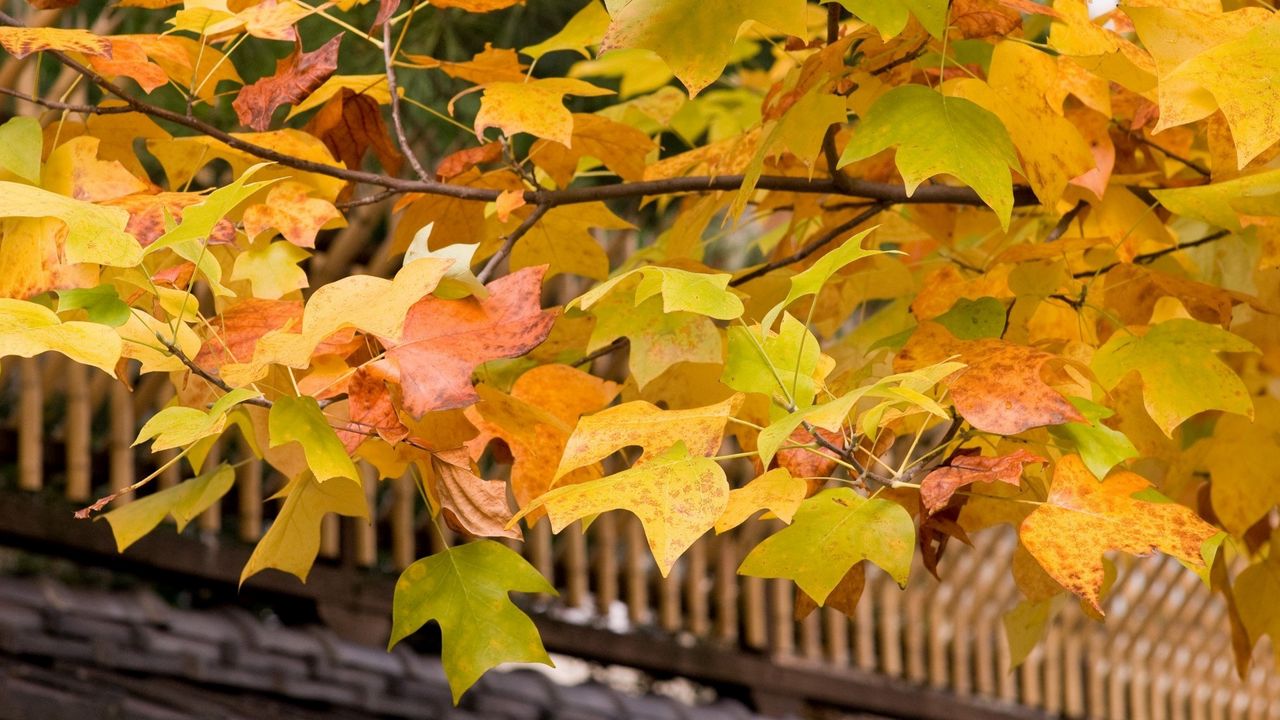 Wallpaper leaves, yellow, autumn, tree, branches, crone, roof