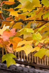 Preview wallpaper leaves, yellow, autumn, tree, branches, crone, roof