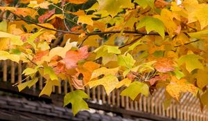 Preview wallpaper leaves, yellow, autumn, tree, branches, crone, roof