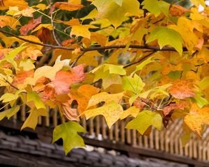 Preview wallpaper leaves, yellow, autumn, tree, branches, crone, roof