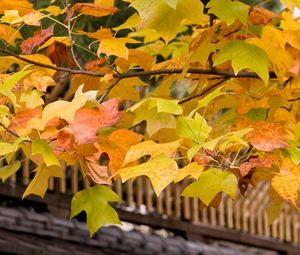 Preview wallpaper leaves, yellow, autumn, tree, branches, crone, roof