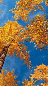 Preview wallpaper leaves, yellow, birches, bark, crones, autumn, sky