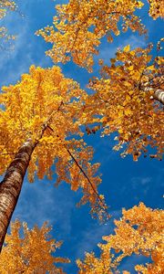 Preview wallpaper leaves, yellow, birches, bark, crones, autumn, sky