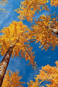 Preview wallpaper leaves, yellow, birches, bark, crones, autumn, sky