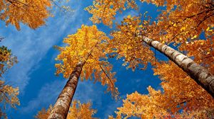 Preview wallpaper leaves, yellow, birches, bark, crones, autumn, sky