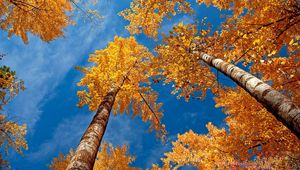 Preview wallpaper leaves, yellow, birches, bark, crones, autumn, sky