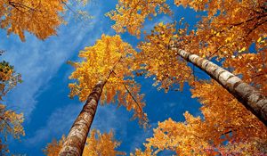 Preview wallpaper leaves, yellow, birches, bark, crones, autumn, sky