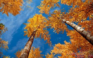 Preview wallpaper leaves, yellow, birches, bark, crones, autumn, sky