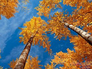 Preview wallpaper leaves, yellow, birches, bark, crones, autumn, sky