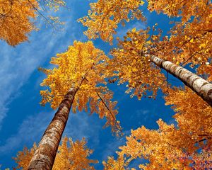 Preview wallpaper leaves, yellow, birches, bark, crones, autumn, sky