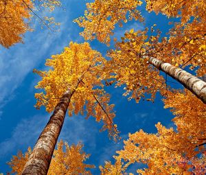 Preview wallpaper leaves, yellow, birches, bark, crones, autumn, sky