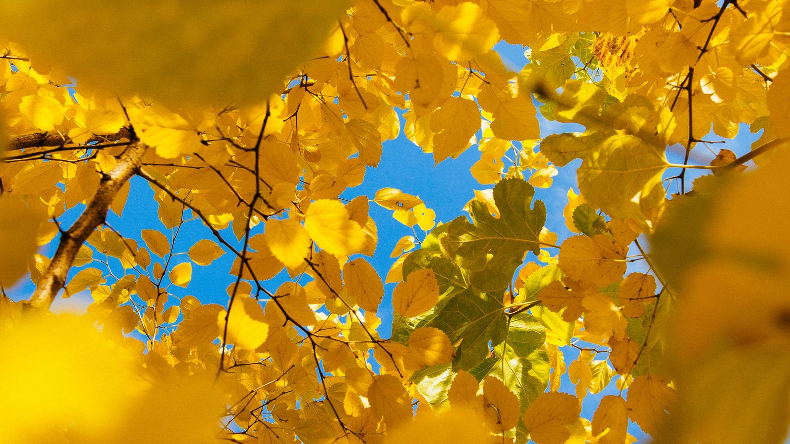 1600x900 Wallpaper leaves, yellow, branches, autumn