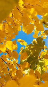 Preview wallpaper leaves, yellow, branches, autumn