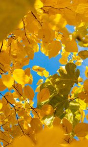 Preview wallpaper leaves, yellow, branches, autumn