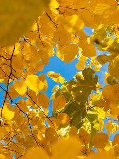240x320 Wallpaper leaves, yellow, branches, autumn