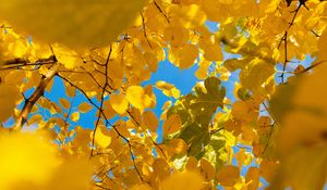 Preview wallpaper leaves, yellow, branches, autumn