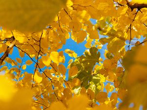 Preview wallpaper leaves, yellow, branches, autumn