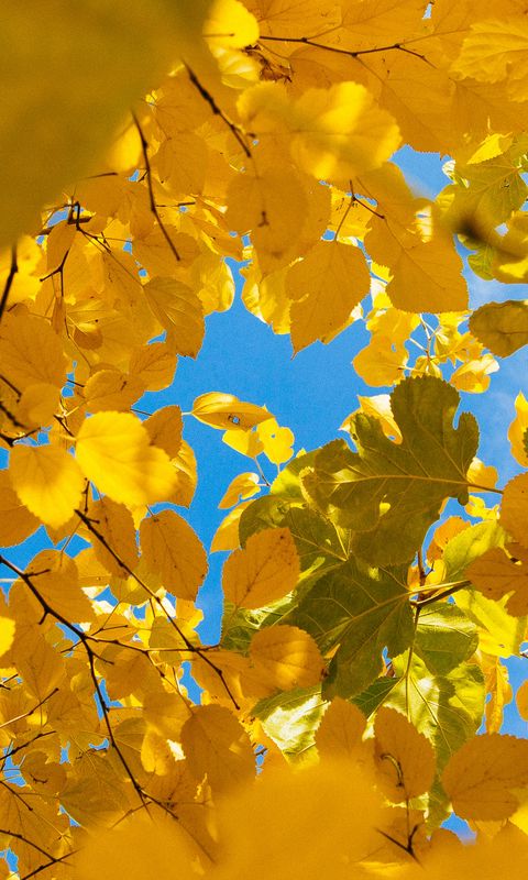 480x800 Wallpaper leaves, yellow, branches, autumn