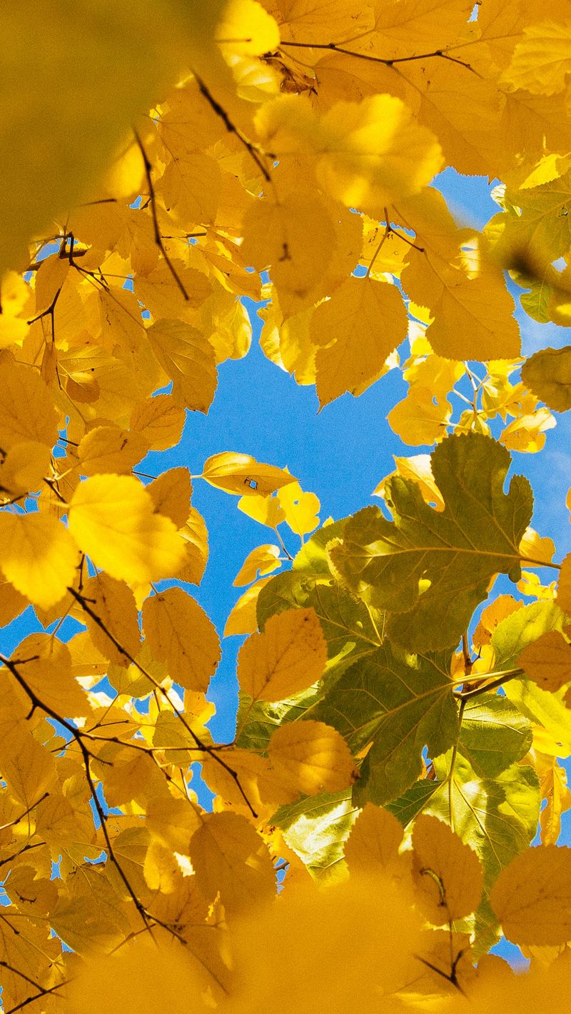 800x1420 Wallpaper leaves, yellow, branches, autumn