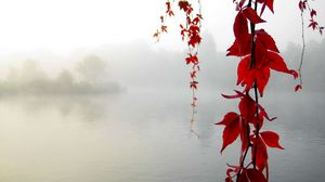 Preview wallpaper leaves, yellow, branches, lake, haze, serenity