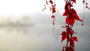 Preview wallpaper leaves, yellow, branches, lake, haze, serenity