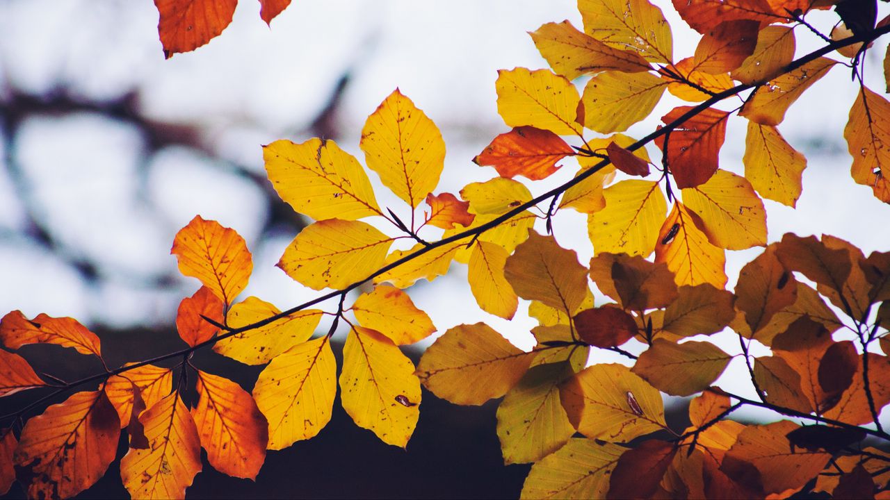 Wallpaper leaves, yellow, dry, branch, autumn