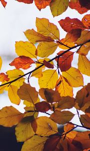 Preview wallpaper leaves, yellow, dry, branch, autumn