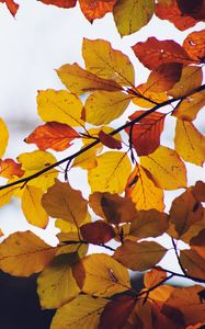 Preview wallpaper leaves, yellow, dry, branch, autumn