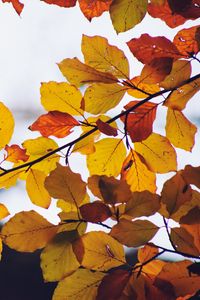 Preview wallpaper leaves, yellow, dry, branch, autumn