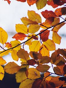Preview wallpaper leaves, yellow, dry, branch, autumn