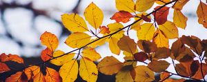 Preview wallpaper leaves, yellow, dry, branch, autumn