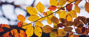 Preview wallpaper leaves, yellow, dry, branch, autumn