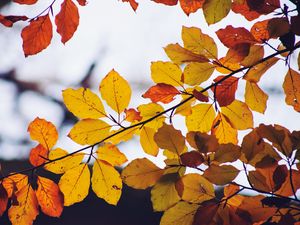Preview wallpaper leaves, yellow, dry, branch, autumn