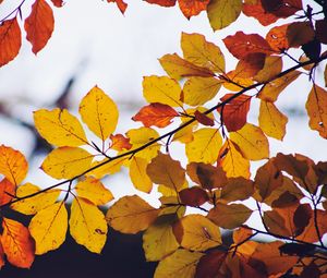 Preview wallpaper leaves, yellow, dry, branch, autumn
