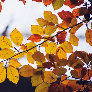 Preview wallpaper leaves, yellow, dry, branch, autumn