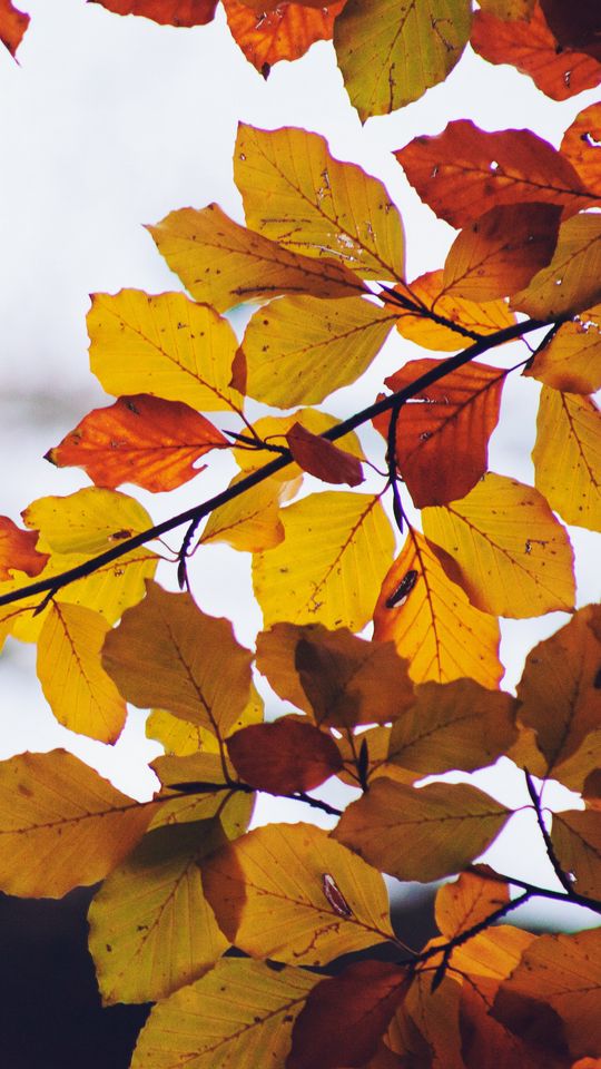540x960 Wallpaper leaves, yellow, dry, branch, autumn