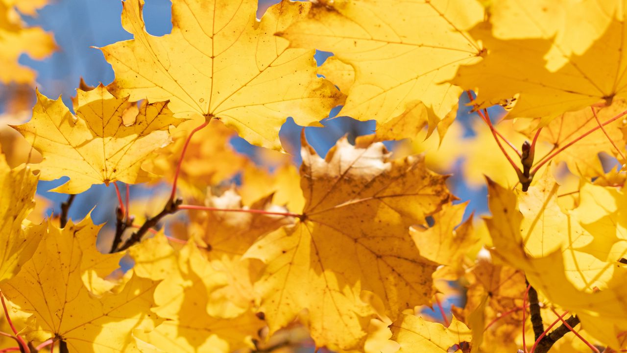 Wallpaper leaves, yellow, dry, autumn, maple