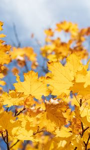 Preview wallpaper leaves, yellow, dry, autumn, maple