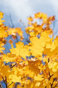 Preview wallpaper leaves, yellow, dry, autumn, maple