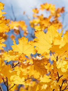 Preview wallpaper leaves, yellow, dry, autumn, maple