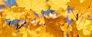 Preview wallpaper leaves, yellow, dry, autumn, maple